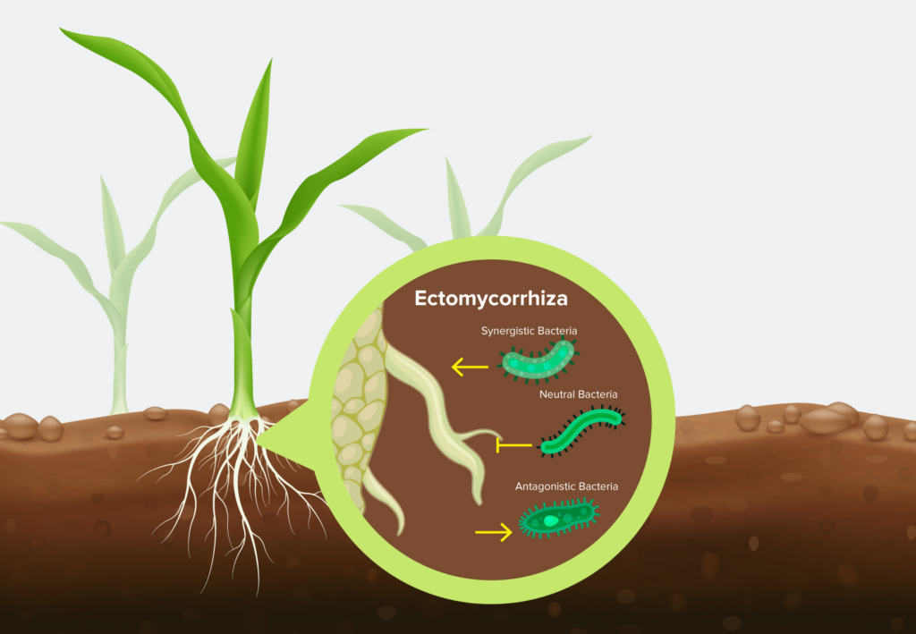 Ectomycorrhiza chart highlighting nutrient interaction in soil