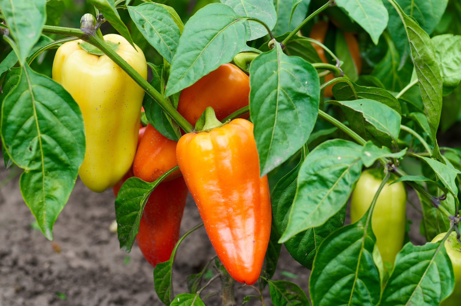 2019 Sweet Peppers Demo Trail with Primacy ALPHA Technology