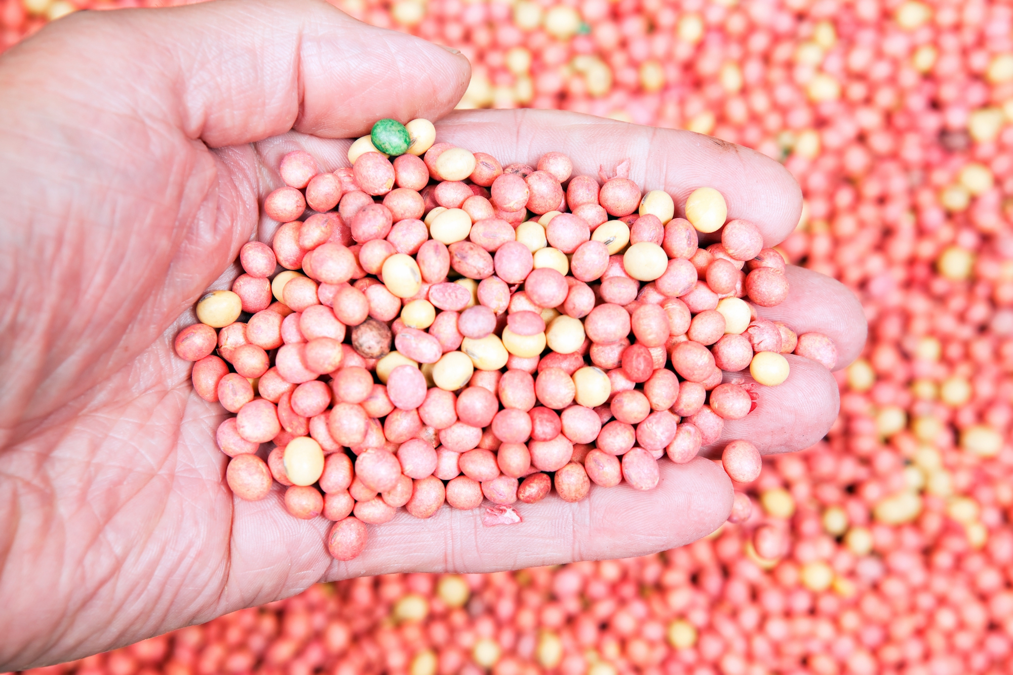 Seed Treatments Expand Management Options