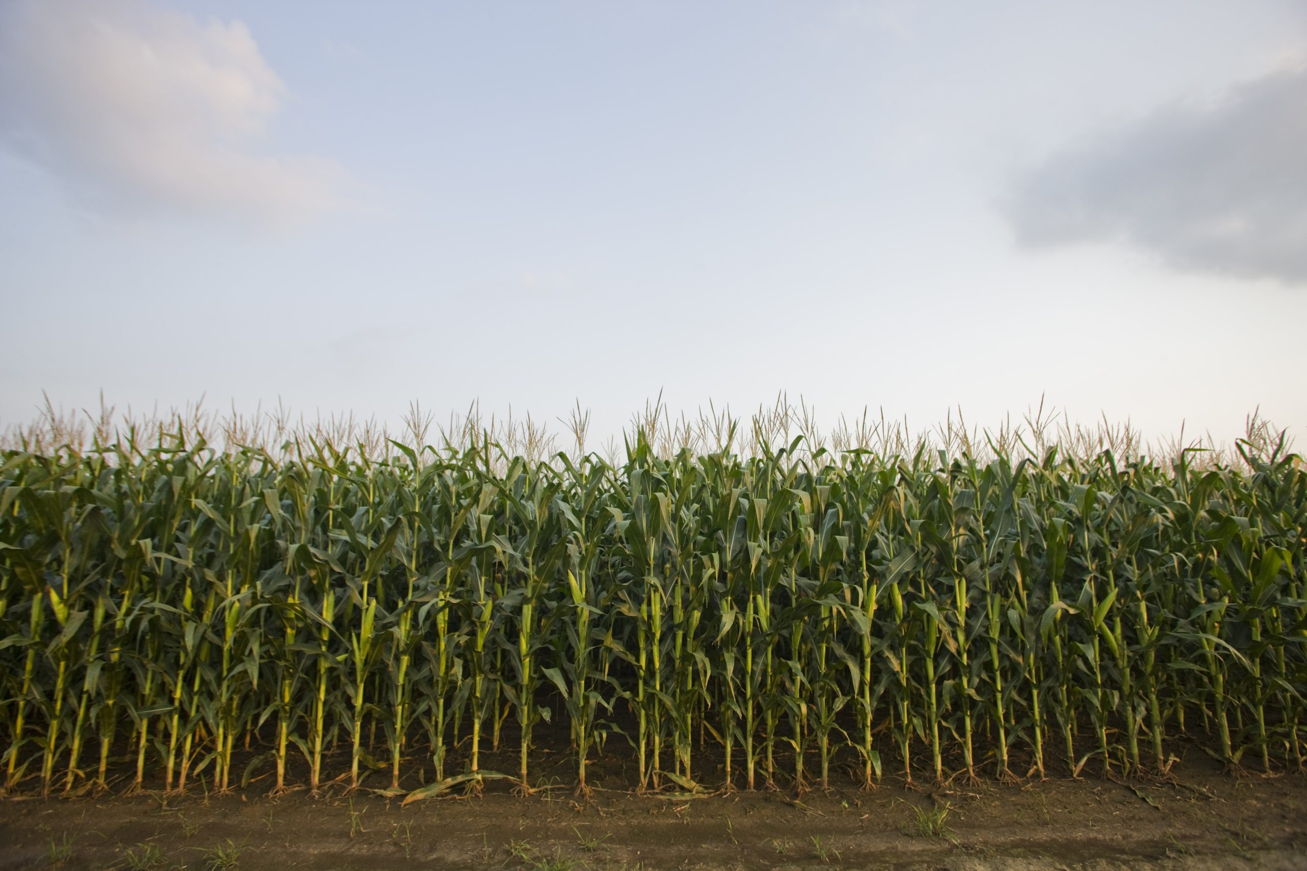 Converting Nitrogen to Bushels: Two Factors Keeping Crops from Productivity