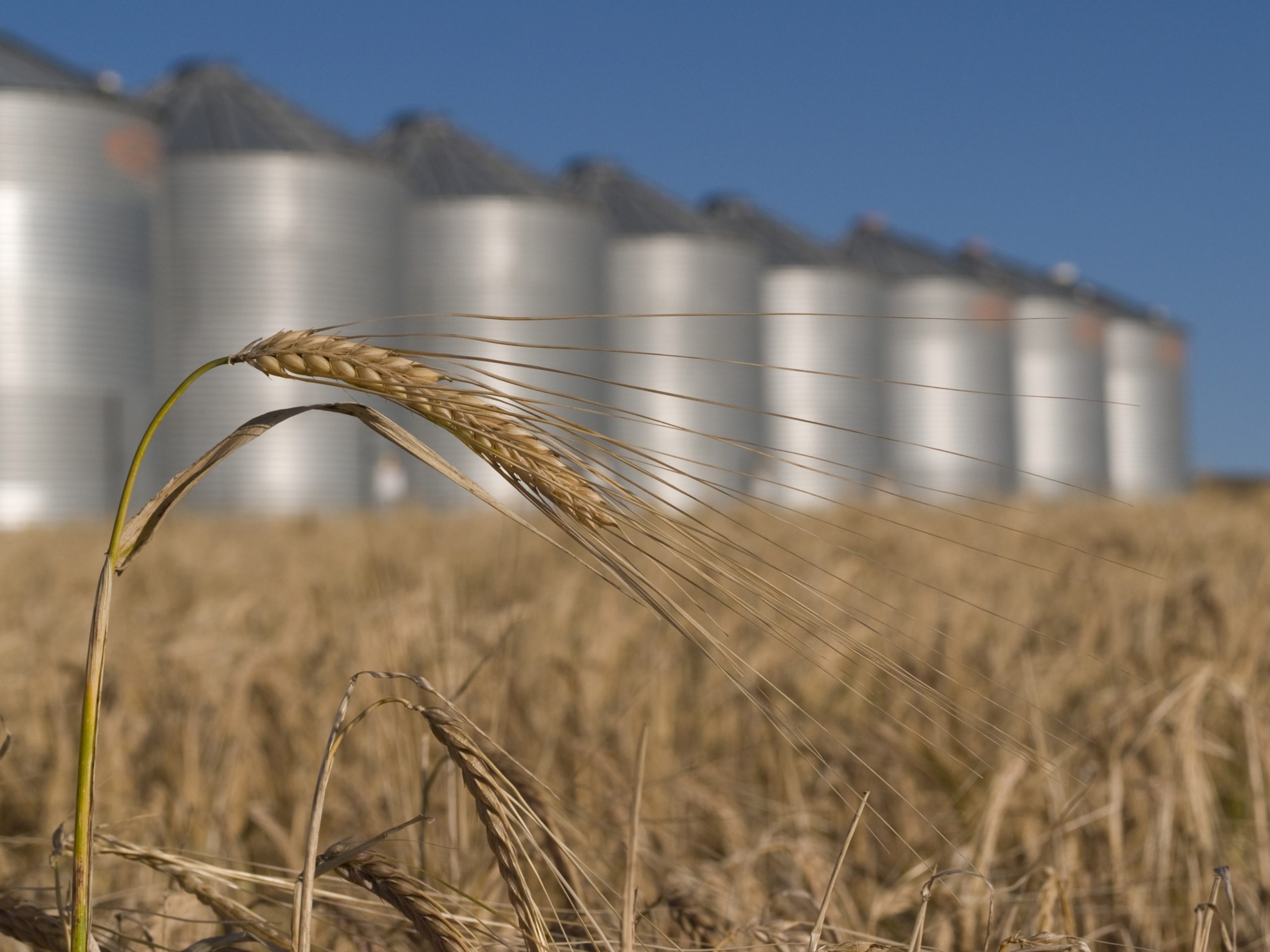 How Zinc Impacts Wheat Production