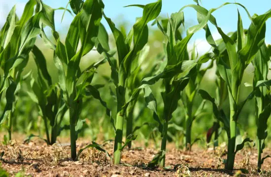 mid-season corn