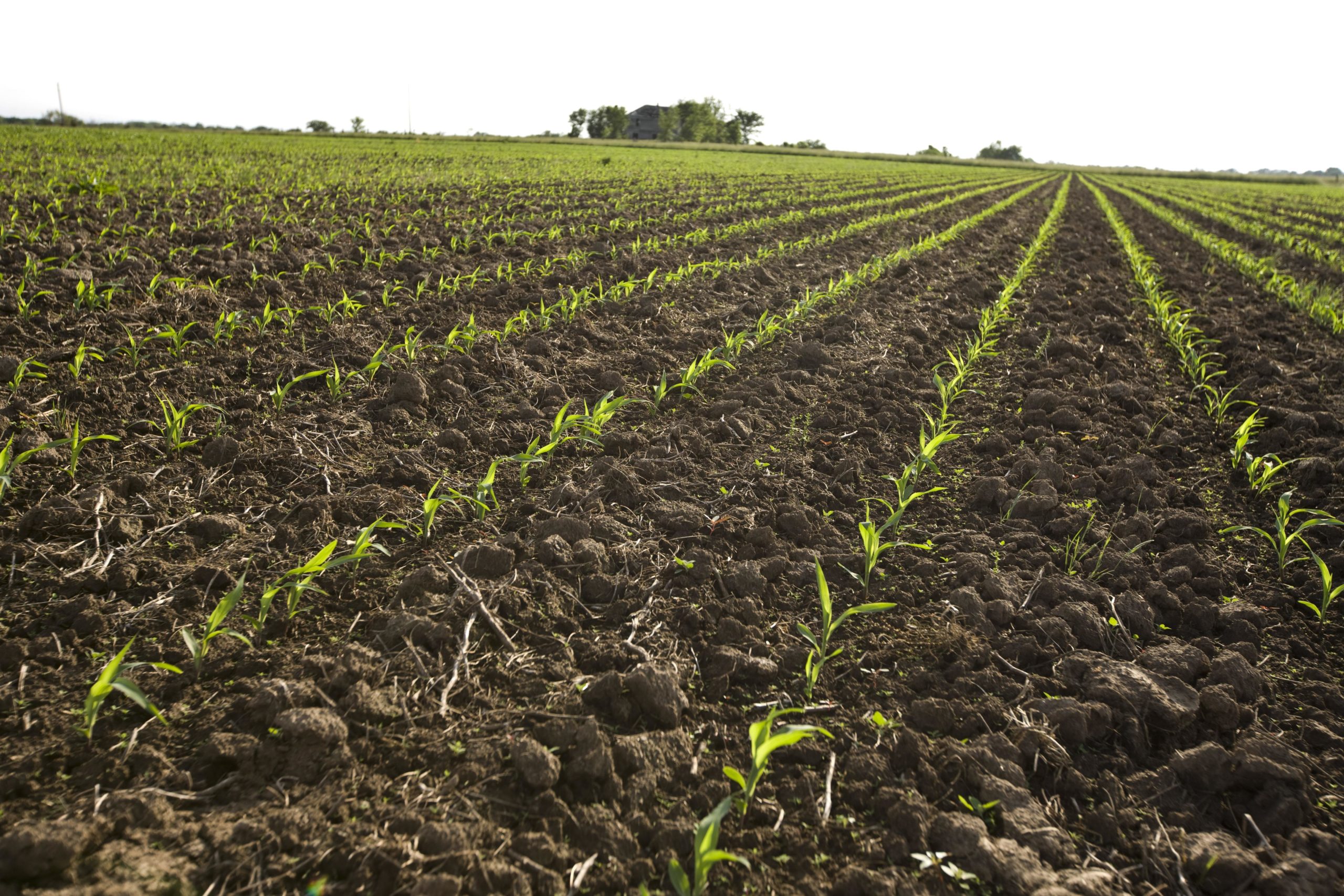 Nitrogen Managers Applied Via Center-Pivot Irrigation Yields Return on Corn