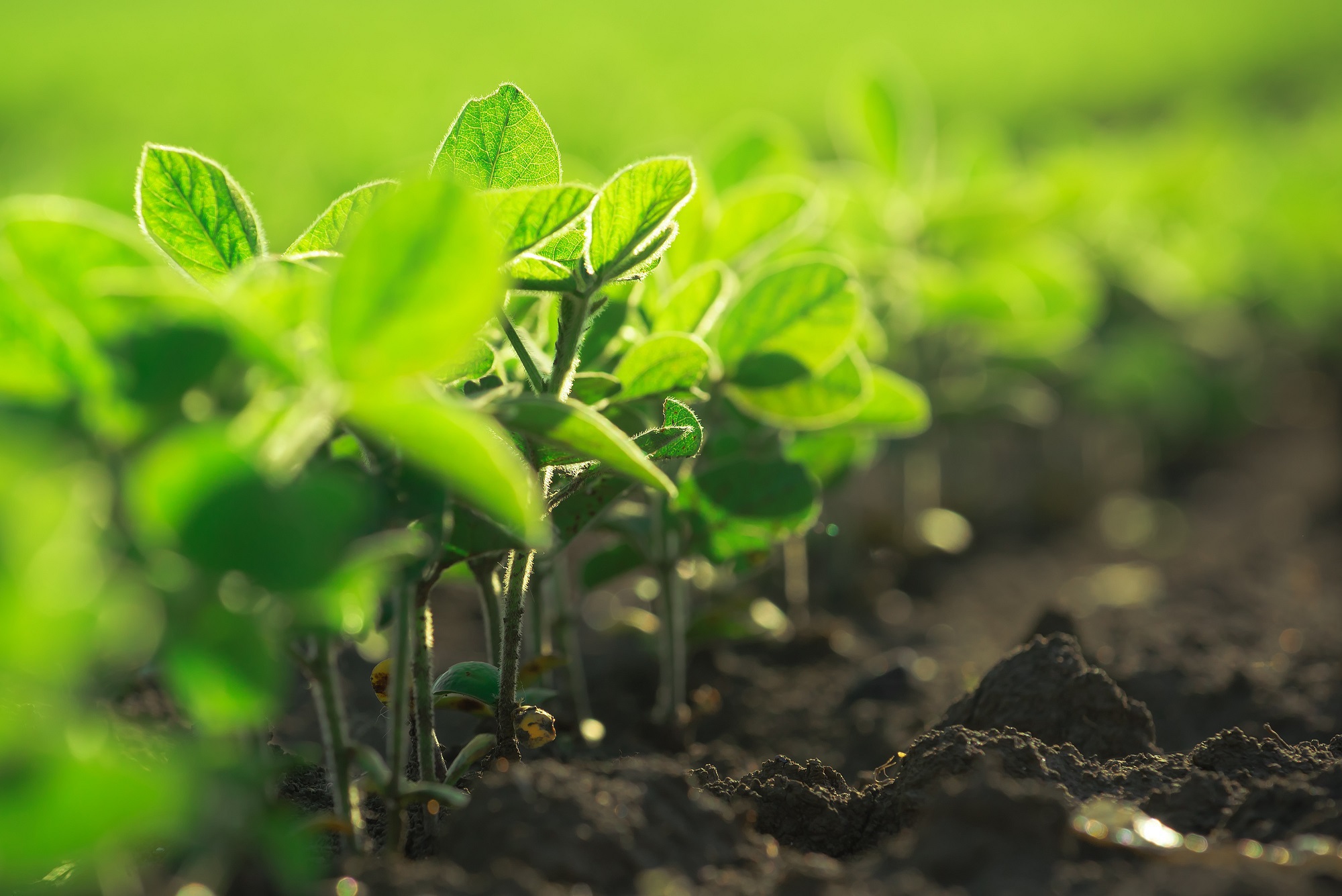 Making the Most of Your Soybean Inoculants