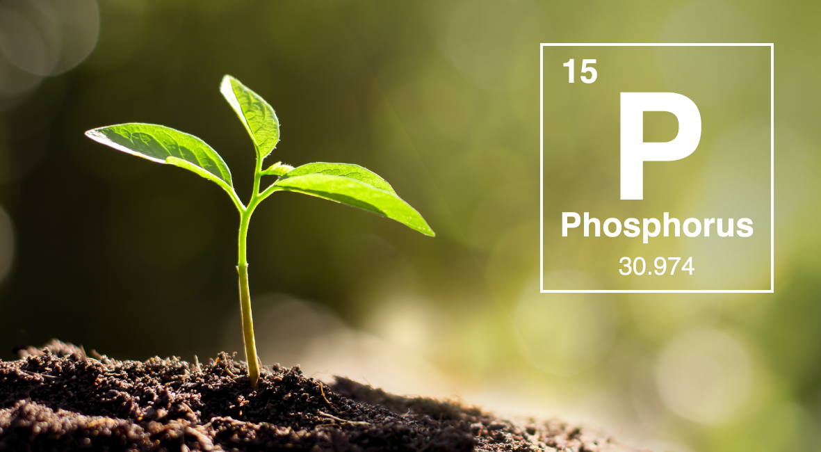 Phosphorus Application and Reducing Phosphorus Runoff