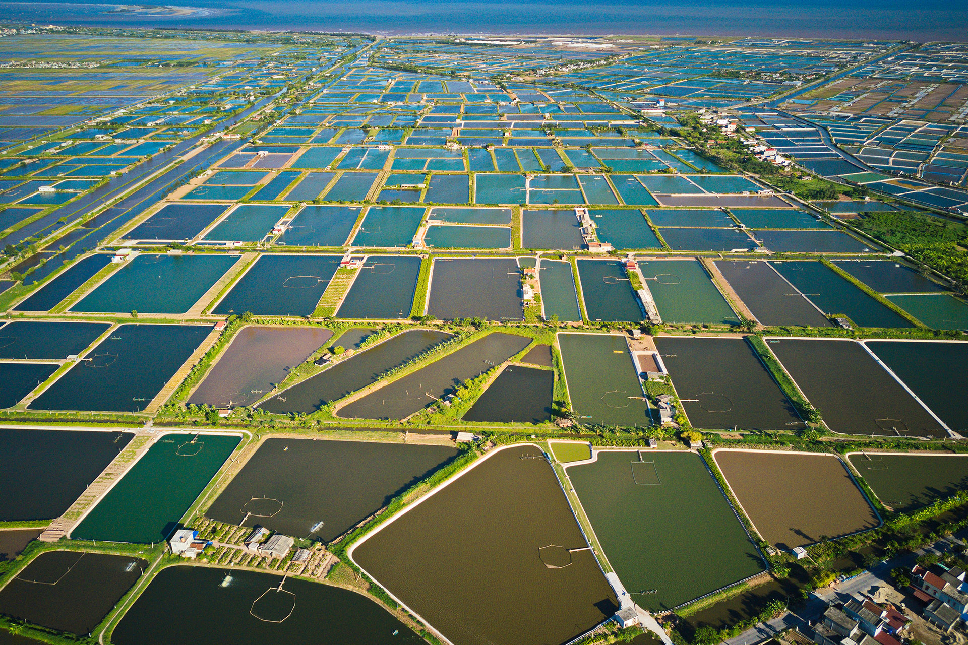 Aerial image of shrimp breeding farms in Giao Thuy, Vietnam