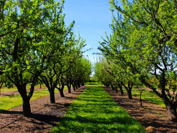 almond orchard