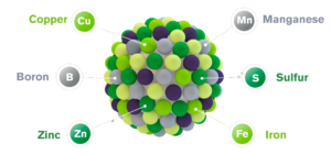 Visual of MicroSync Granule