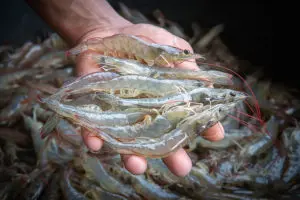 holding-shrimp