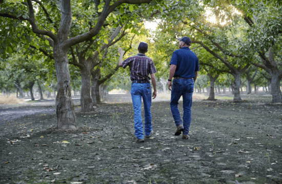 Men walking in orchard